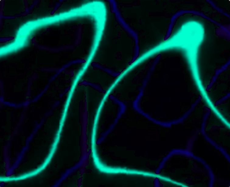 Abstract glowing light trails